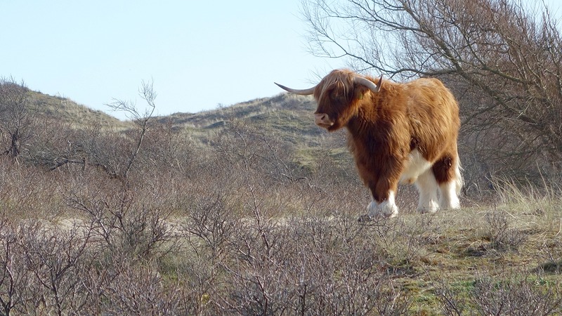 Staatsbosbeheer neemt hondenbeleid Schoorlse Duinen onder de loep