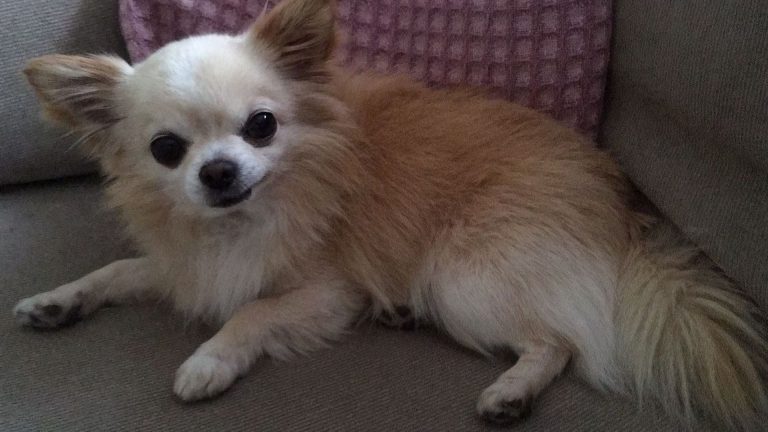 BAS maakt zich hard voor een dierentehuis in Alkmaar
