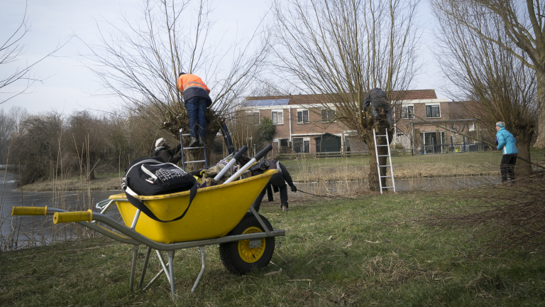 Wilgen knotten in Rekerhout tijdens frisse Natuurwerkdag