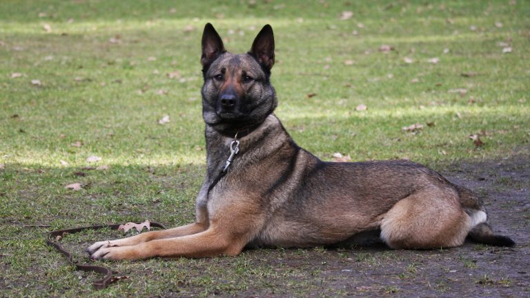 Auto-inbrekers aangehouden dankzij inzet politiehond
