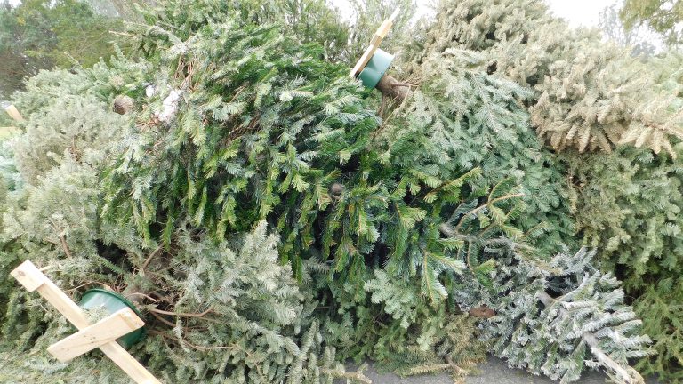 Stadswerk072 nog altijd niet bij met inzameling kerstbomen