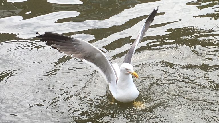 Gemeente Langedijk vraagt hulp tegen extra meeuwenoverlast tijdens broedseizoen