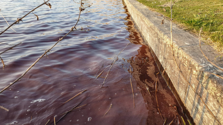 Schadelijke bacterie kleurt water Geestmerambacht paars