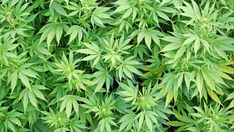 Grote wietplantage in woning boven Deen in Noord-Scharwoude