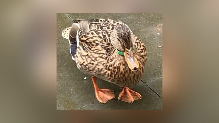 Eend in Broek op Langedijk met plastic om nek en in bek: “Rondslingerend afval en dierenleed!”