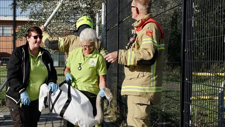 Knobbelzwaan op Dierendag bevrijd uit net boven speelterrein Egmond aan den Hoef
