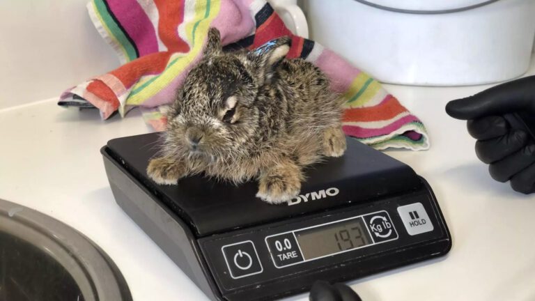 Dierenbescherming naar rechter om opvang dieren af te dwingen