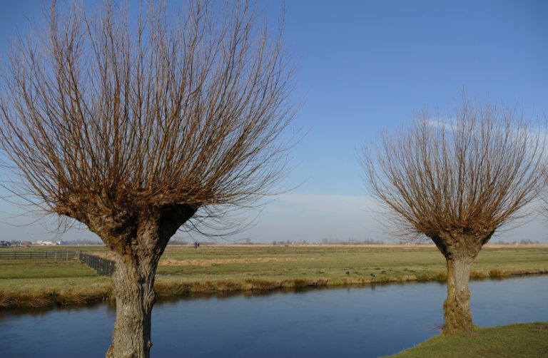 Geen wilgenknotten meer voor cliënten Oosterheem; gemeente wil niet betalen