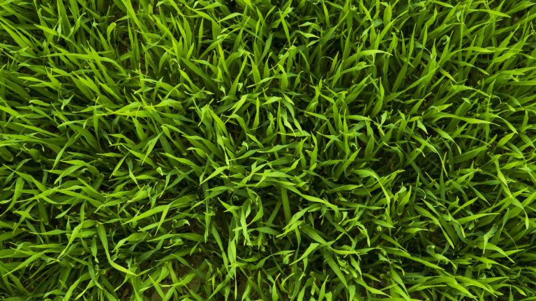 Alkmaarse voetbalclubs krijgen weer échte grasmatten