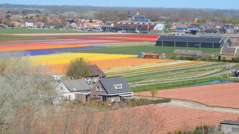 Waterschap gaat bollenbedrijven controleren op vervuiling oppervlaktewater