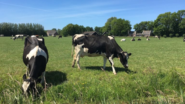 Boeren in afwachting van stikstofrapport Remkes: is er nog toekomst voor hun bedrijf?