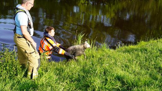 Schaap te water in Egmond-Binnen, brandweer rukt uit