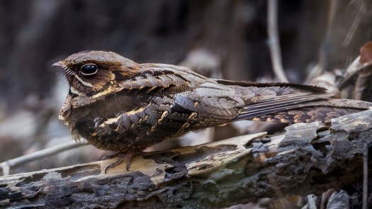 Met Staatsbosbeheer op zoek naar de nachtzwaluw: “Je gunt iedereen zo’n ervaring” 🗓