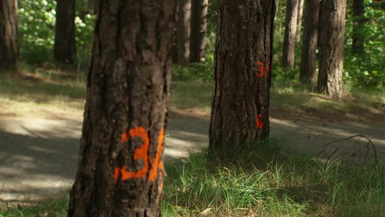 Stippen op de bast: Staatsbosbeheer plant ‘dunning’ van duinbossen Schoorl