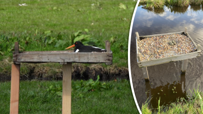 Verhoogde nestplateaus voor scholeksters ‘absoluut een succesnummer’ in strijd tegen ratten