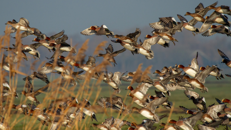 Voorjaarstocht door de Eilandspolder: vogels, water en historie 🗓