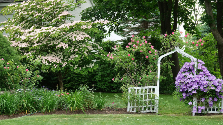 Een tuin met bloeiende struiken vol roze bloemen, een witte tuinboog bedekt met paarse bloemen, en groene struiken op de achtergrond.