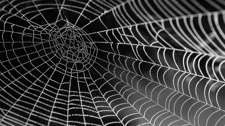 Ontdek de wereld van spinnen: lezing in Alkmaar op 24 september 🗓