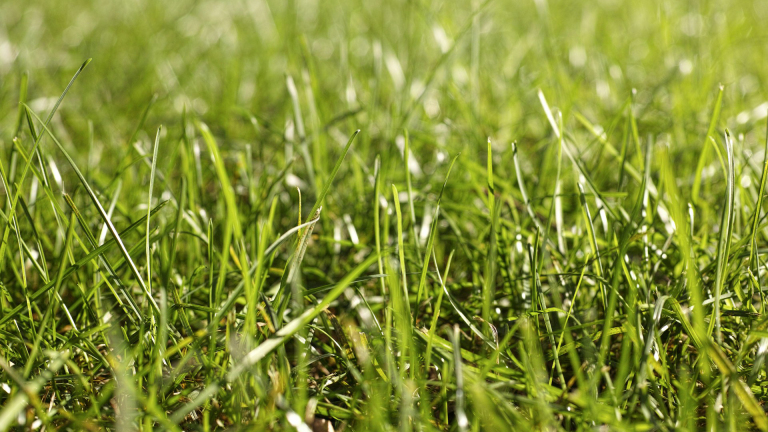 Kies je voor gras of voor kunstgras in je tuin? [Advertorial]