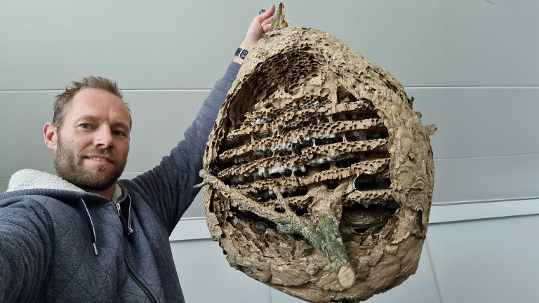 Provincie beperkt bestrijding van opkomende Aziatische hoornaar: “Onverstandig besluit”