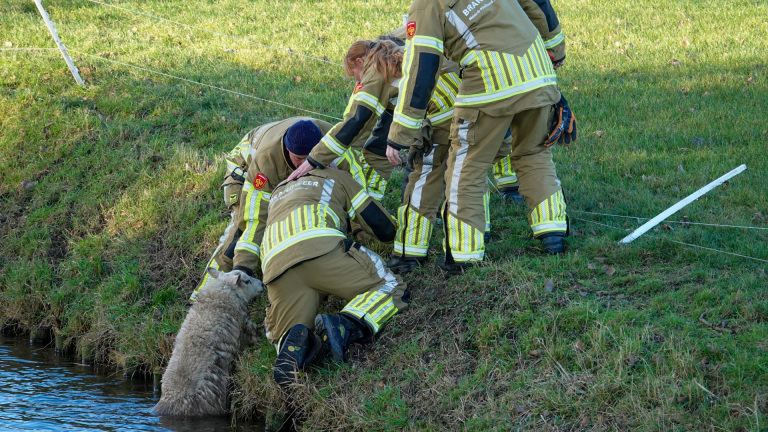 Brandweerlieden redden een schaap uit het water langs een grasrijke oever.