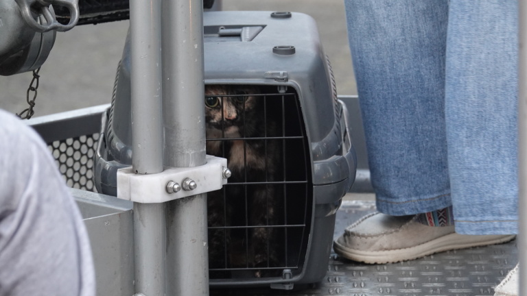 Zondagochtend feelgood: Alkmaarse brandweer redt kat van dak