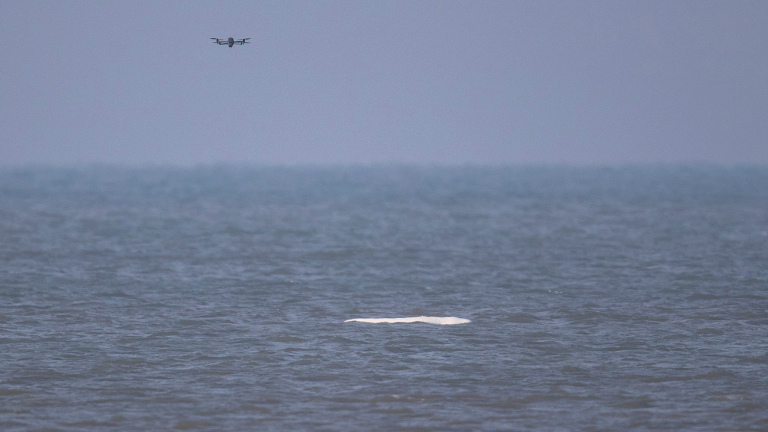 Al dagen zwemt er een witte dolfijn voor de kust: ‘Blijf uit de buurt’