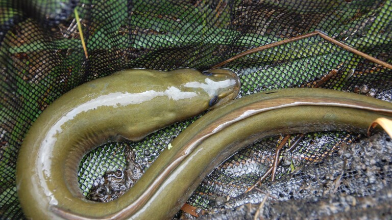 Oproep om palingvisserij Eilandspolder te stoppen: ‘Geen vergunning’