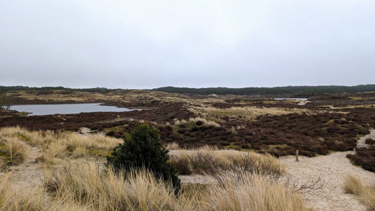 Beheerplan Schoorlse duinen nu ter inzage: van hondenriem tot bomenkap