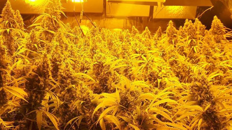 Uitgeester bedrijfspand verzegeld na vondst kwekerij met 280 hennepplanten