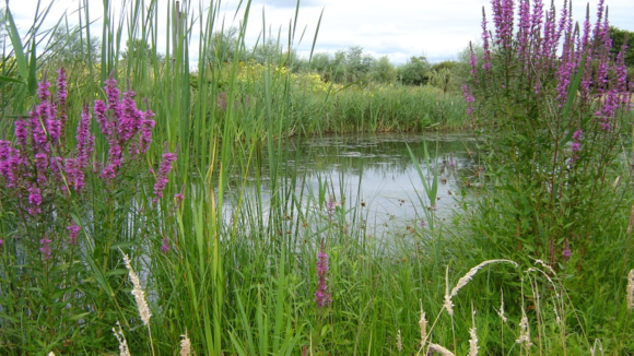 Van kale bollengrond tot natuurtuin: lezing in bibliotheek Alkmaar 🗓