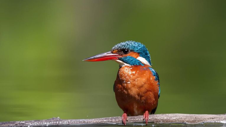 IJsvogel met helderblauwe en oranje veren zit op een tak boven het water met een wazige groene achtergrond.