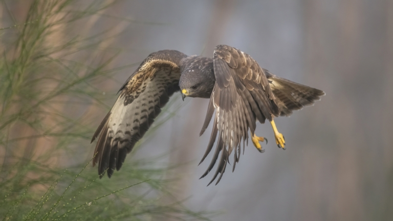 Overal waarschuwingen voor beschermende buizerd, maar: ‘We zitten in hún leefgebied, dit is instinct’