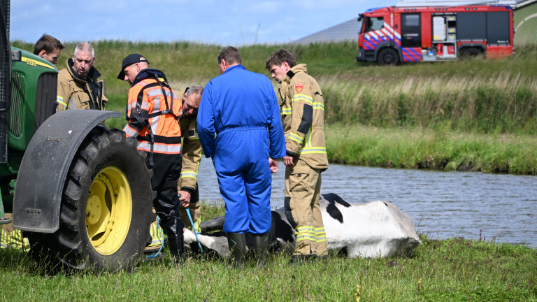 Brandweerlieden en een boer redden een koe uit een sloot met behulp van een tractor.