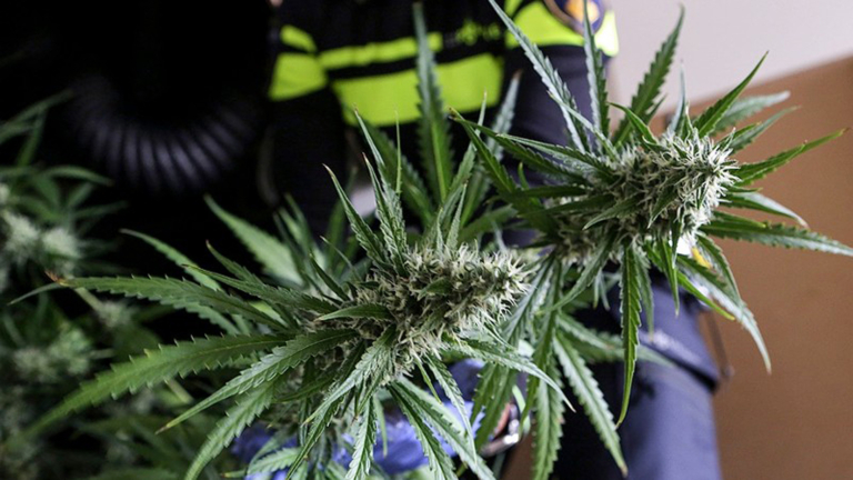 Opnieuw hennepkwekerij ontdekt in Alkmaarse flat: ruim 280 planten in beslag genomen