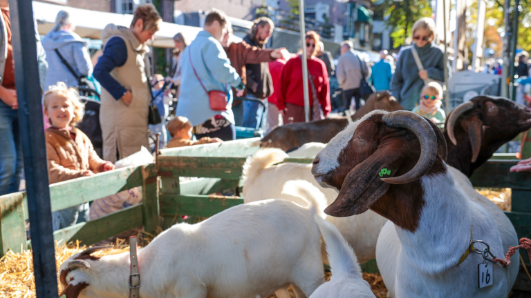 Landbouwdag en Lappendag Alkmaar 🗓