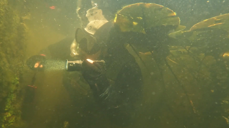 Duiker onder water met duiklamp, omgeven door waterplanten in troebel groen water