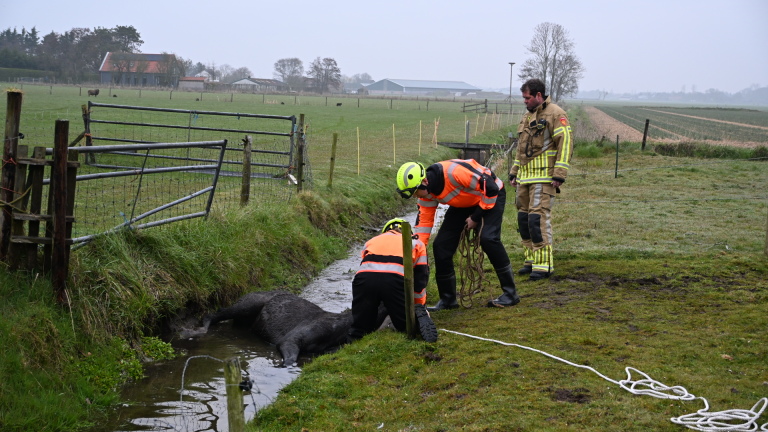 Brandweerlieden redden een koe uit een sloot, met meerdere mensen die toezicht houden in een landelijke omgeving.
