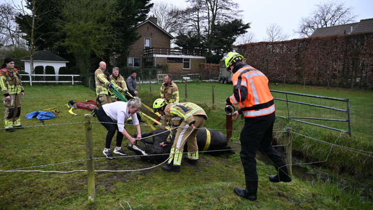 Brandweerlieden redden een koe uit een sloot, met meerdere mensen die toezicht houden in een landelijke omgeving.