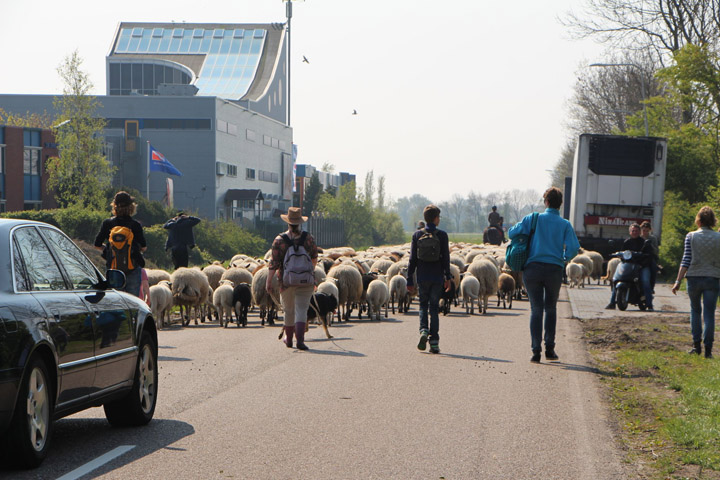 Kudde Vrolijke Schapen maakt Paastocht naar Park van Luna (FOTO's)