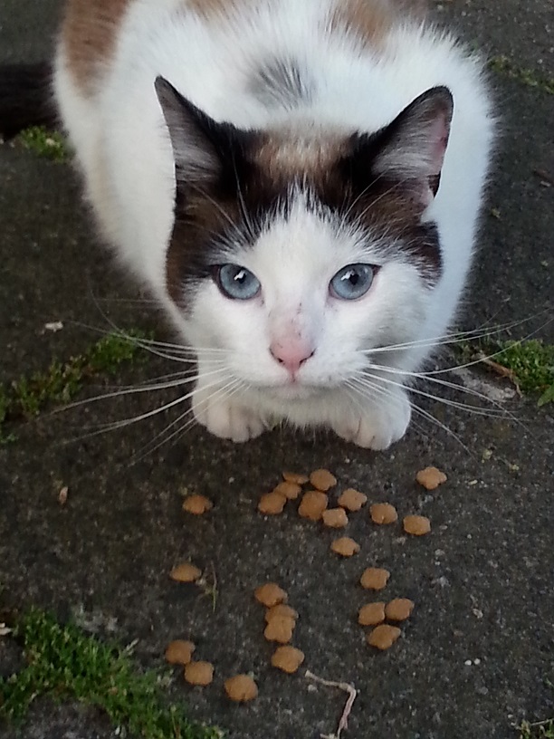 20140924 Stichting Zwerfkatten