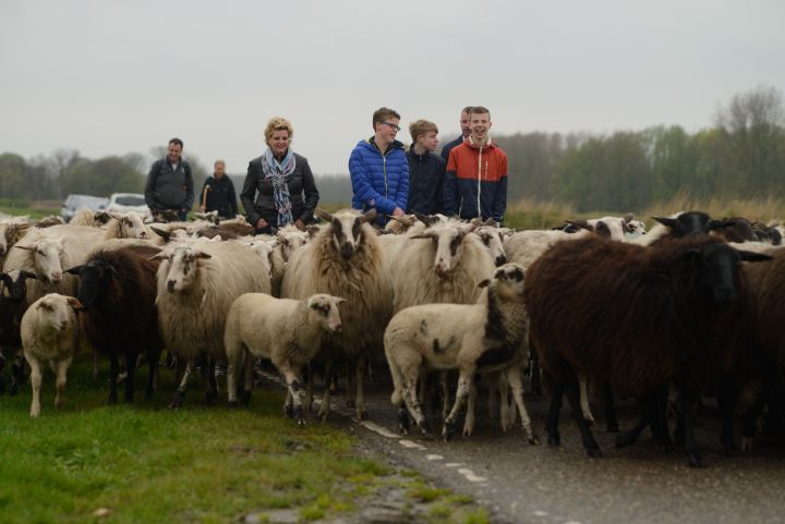 Ontmoet schaapskudde Vrolijke Schapen eerste Paasdag op weg naar Heerhugowaard (FOTO)